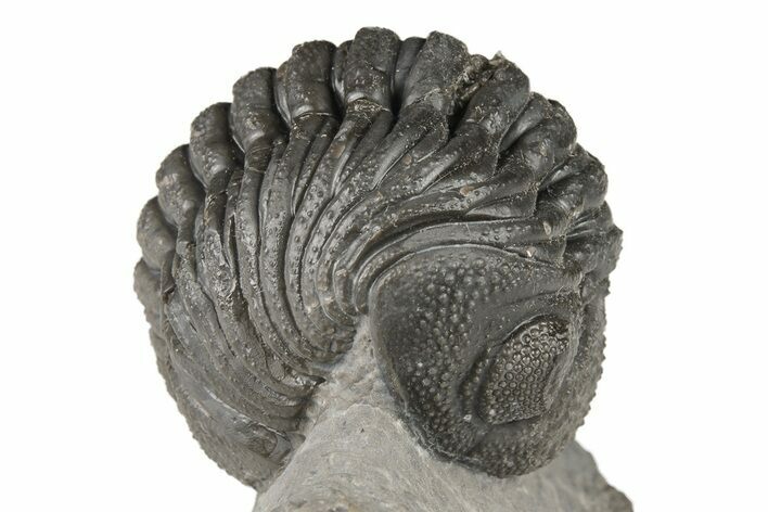 Curled Morocops Trilobite Fossil - Excellent Detail #204249